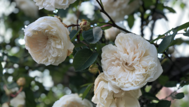 Rosa Sombreuil: The finest ivory climber in the rose world