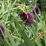 Vlinder Atalanta op Allium-bloem