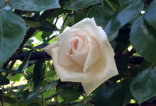 Een witte nieuwe dageraad – roos White New Dawn
