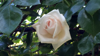 Een witte nieuwe dageraad - roos White New Dawn