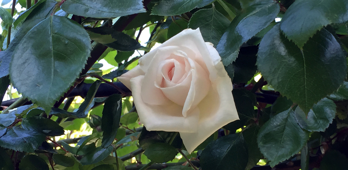 Een witte nieuwe dageraad - roos White New Dawn