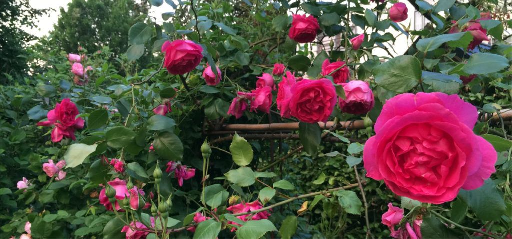 Rosa Pink Cloud – Rob le Pair